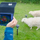 Illustration for article titled Electric sheep probe dream of a better lamb chop